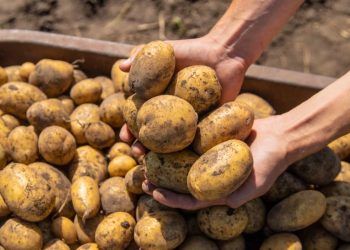Aprenda como plantar batata em vaso e os cuidados necessários com o cultivo