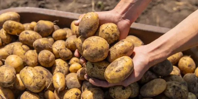 Aprenda como plantar batata em vaso e os cuidados necessários com o cultivo