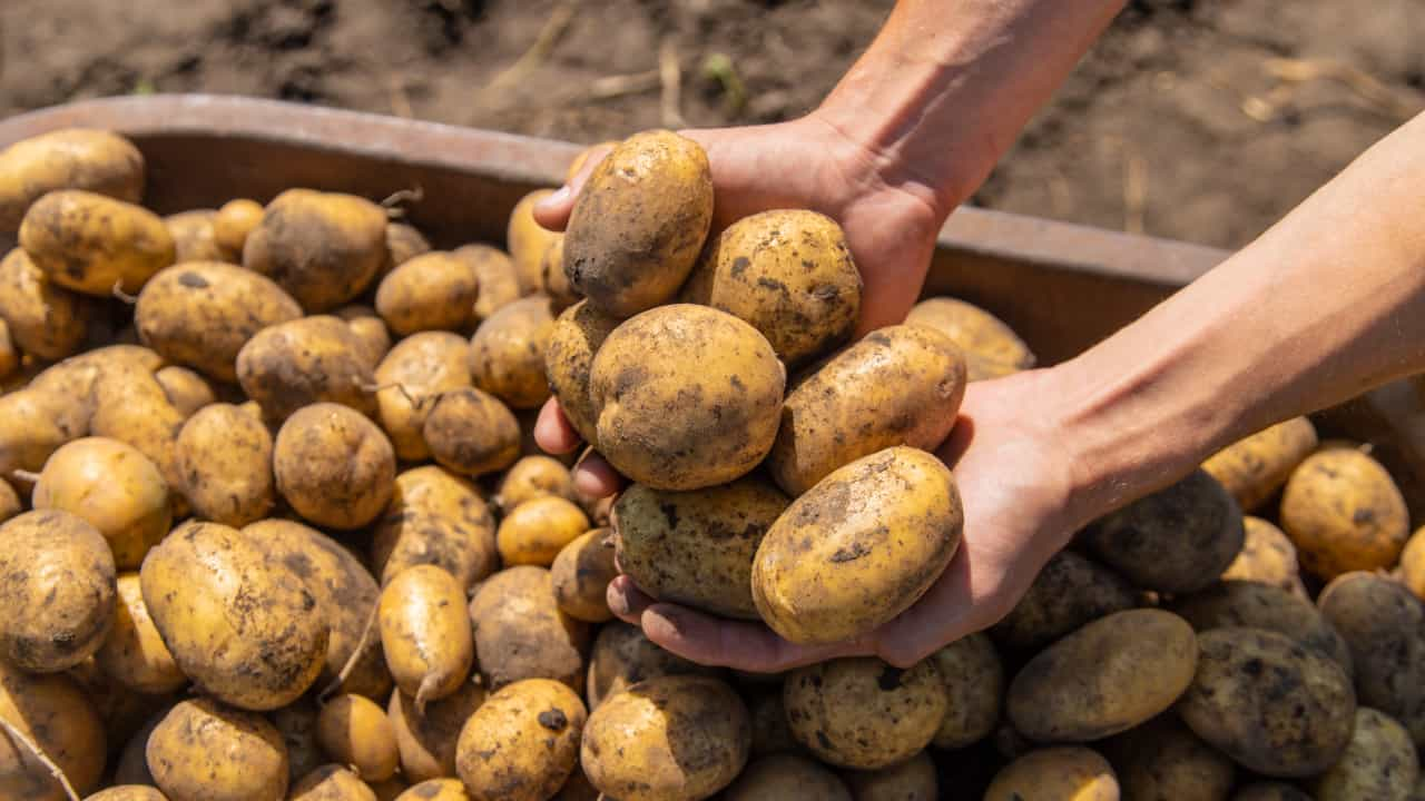 Aprenda Como Plantar Batata Em Vasos E Os Cuidados Necessários Com O Cultivo 0955