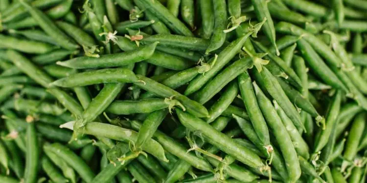 Aprenda como plantar ervilha e conheça os benefícios do legume para a saúde