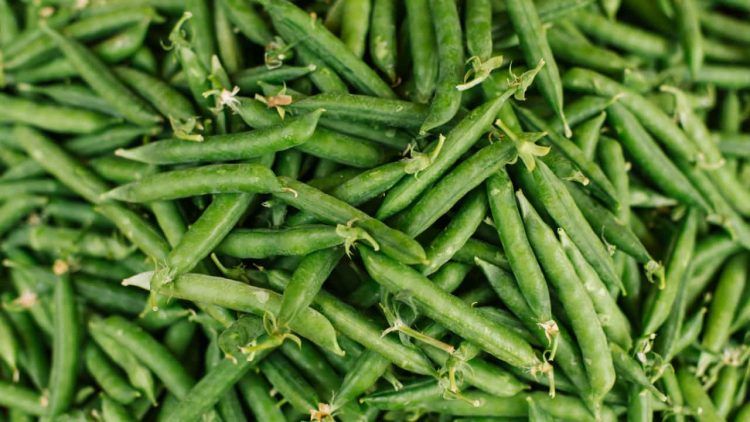 Aprenda como plantar ervilha e conheca os beneficios do legume para a saude