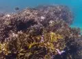 BNDES vai criar fundo de R$ 60 milhões para preservação de corais
