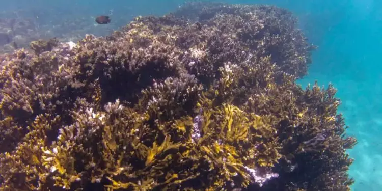 BNDES vai criar fundo de R$ 60 milhões para preservação de corais