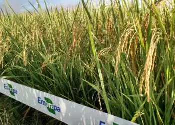 BRS A504 CL lançada pela Embrapa se adapta a sistemas integrados sob irrigação.