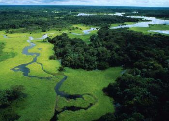 Brasil necessita recuperar 25 milhões de hectares de vegetação nativa