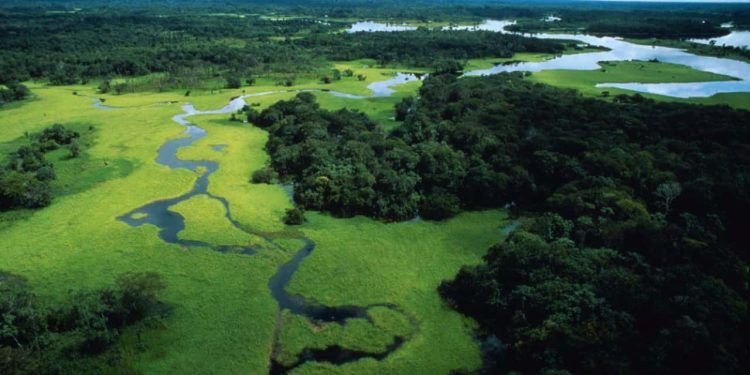 Brasil necessita recuperar 25 milhões de hectares de vegetação nativa