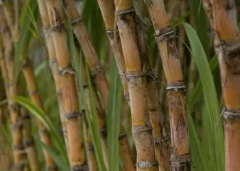 Moagem de cana-de-açúcar pode atingir 79 milhões de toneladas na safra 2024/2025