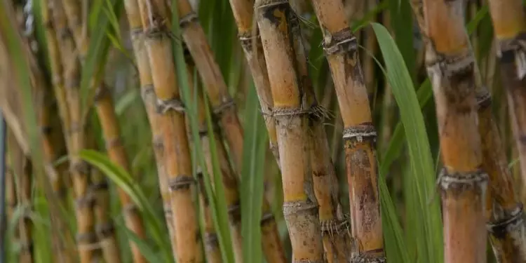 Moagem de cana-de-açúcar pode atingir 79 milhões de toneladas na safra 2024/2025