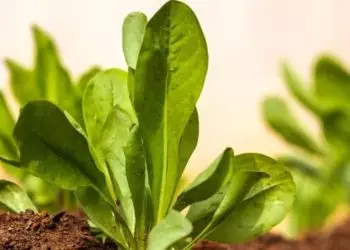 Confira como plantar Almeirão e os benefícios do vegetal para a saúde
