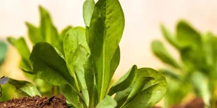 Confira como plantar Almeirão e os benefícios do vegetal para a saúde