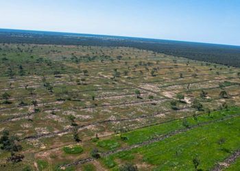 Estados se unem para enfrentar e elaborar acoes contra o desmatamento no Pantanal