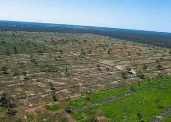 Estados se unem para enfrentar e elaborar ações contra o desmatamento no Pantanal