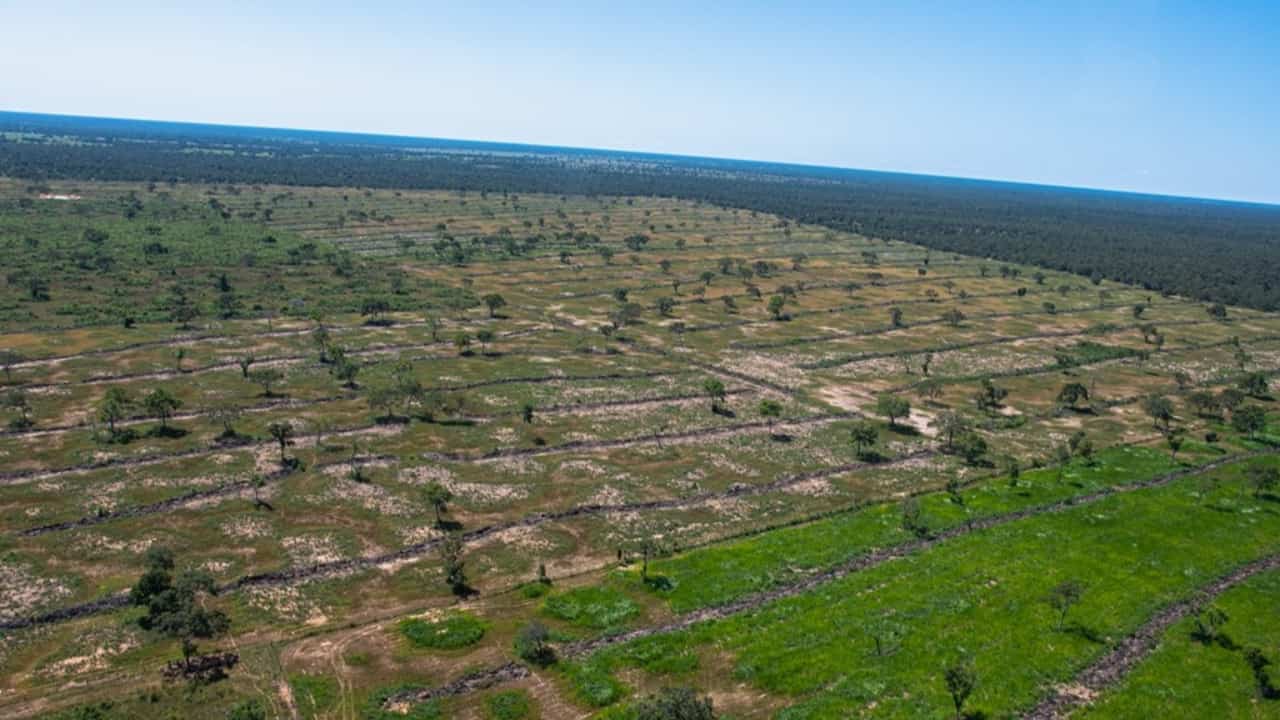 Estados se unem para enfrentar e elaborar ações contra o desmatamento no Pantanal