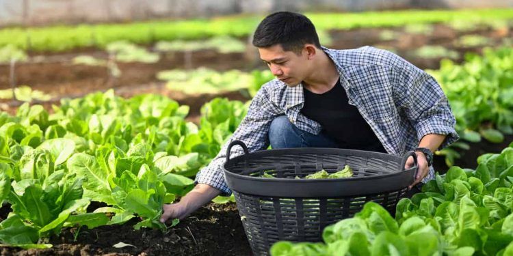 Criação de selo de agricultura familiar