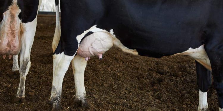 Mastite Bovina: como prevenir a doença e manter a saúde do gado