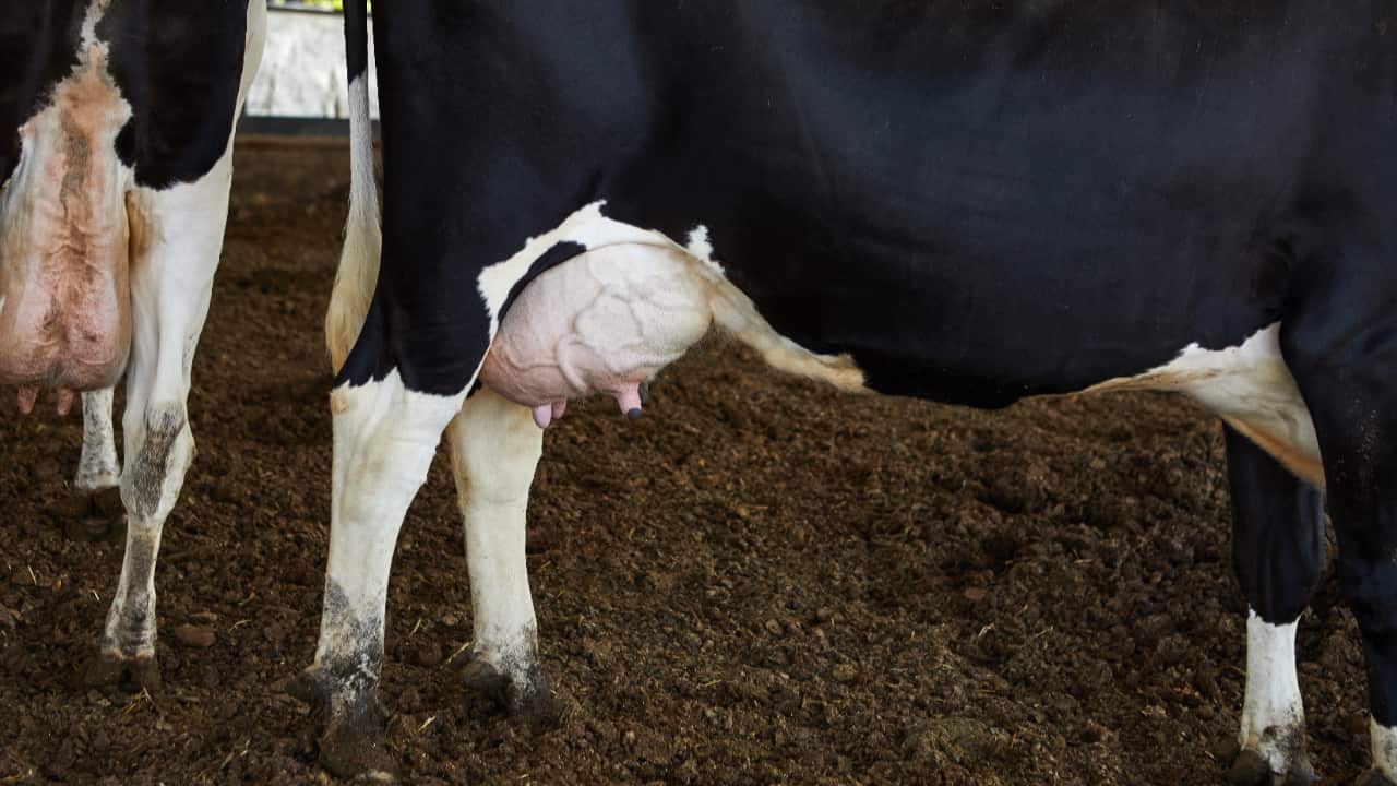 Mastite Bovina: como prevenir a doença e manter a saúde do gado