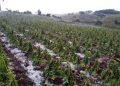 Mudanças climáticas aumentam inadimplência e afeta produtores