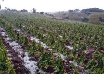 Mudancas climaticas aumentam inadimplencia e afeta produtores