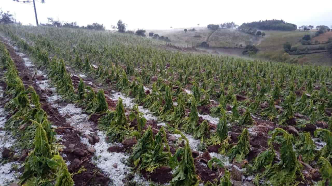 Mudanças climáticas aumentam inadimplência e afetam produtores