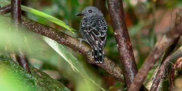 Mudanças climáticas no passado impactaram genética de ave na Amazônia