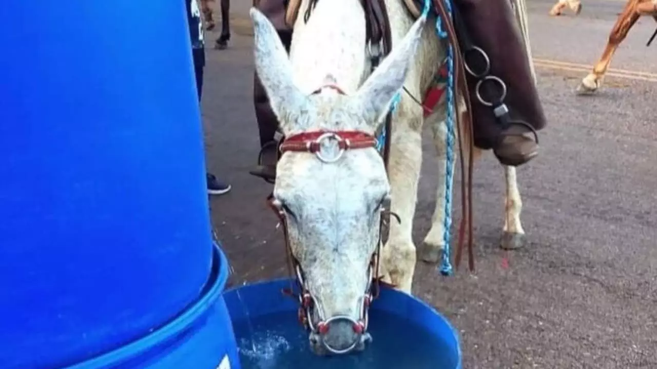Nova exigência: Cadastro obrigatório para cavalgada e tropeada no Tocantins