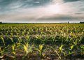 Chuvas de abril favorecem para o desenvolvimento do milho 2ª safra