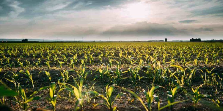 Chuvas de abril favorecem para o desenvolvimento do milho 2ª safra