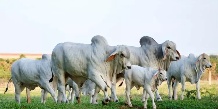 Agrotins 2024: potencial genético do rebanho tocantinense será exposto na feira 1 Agrotins 2024: potencial genético do rebanho tocantinense será exposto na feira