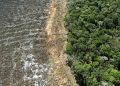 Prazo para aderir ao controle do desmatamento inicia em 12 de abril; veja regras