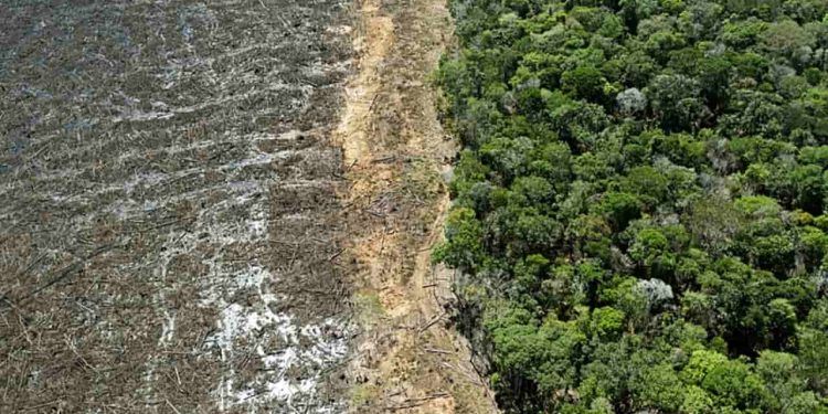 Prazo para aderir ao controle do desmatamento inicia em 12 de abril; veja regras