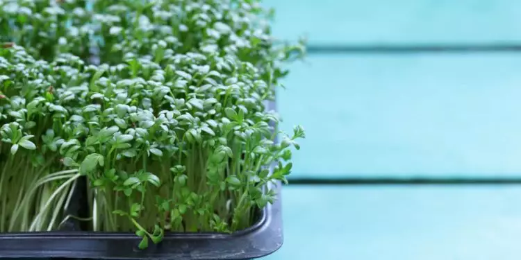 Veja como plantar agrião em casa e as opções de consumo do vegetal
