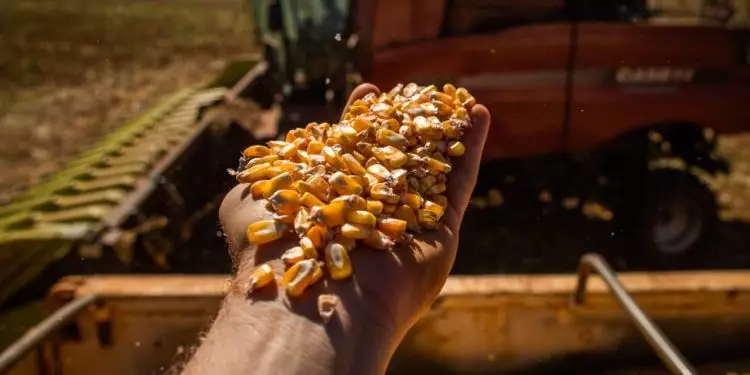 Agronegócio goiano gera empregos para mais de 1 milhão de pessoas em 2023