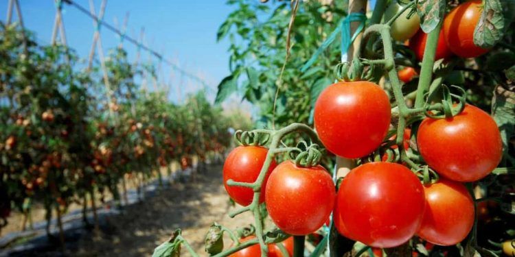 Doenças afetam a cultura do tomate e causam prejuízos.