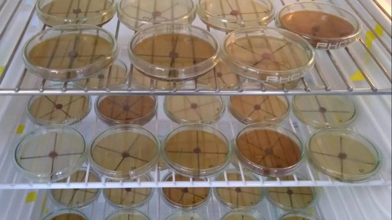 Resíduo da larva de inseto pode controlar doenças na cultura do tomate 2 Eclosão do nematoide Meloidogyne incognita diminuiu cerca de 97%.