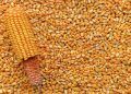 Zâmbia abre mercado para milho não transgênico do Brasil, afirma MAPA