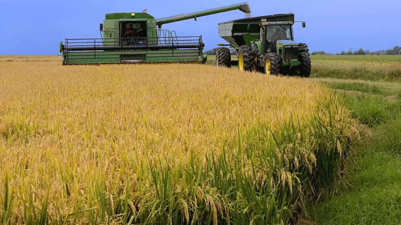 Outras culturas de grãos registraram recuperação no mercado e nas lavouras.