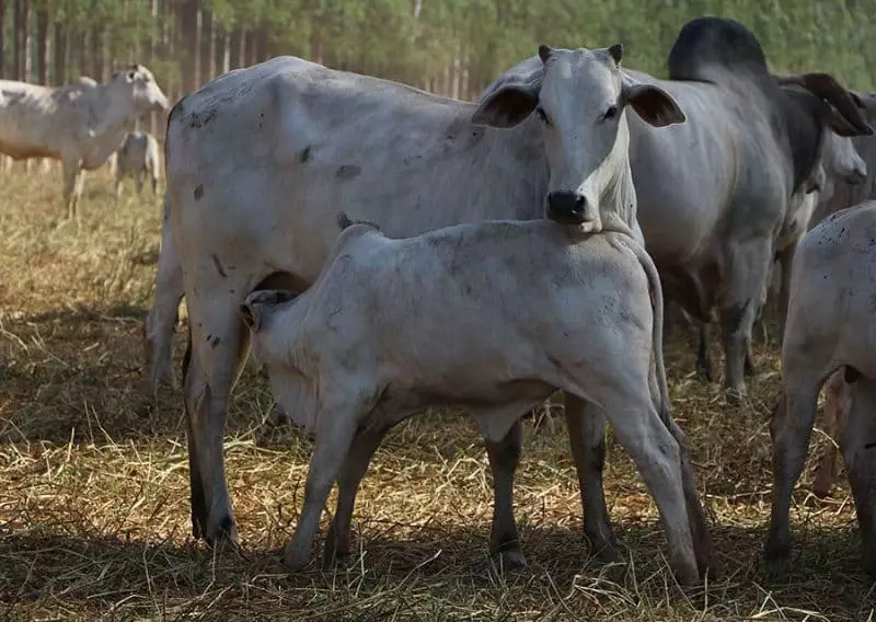 Pecuária de cria