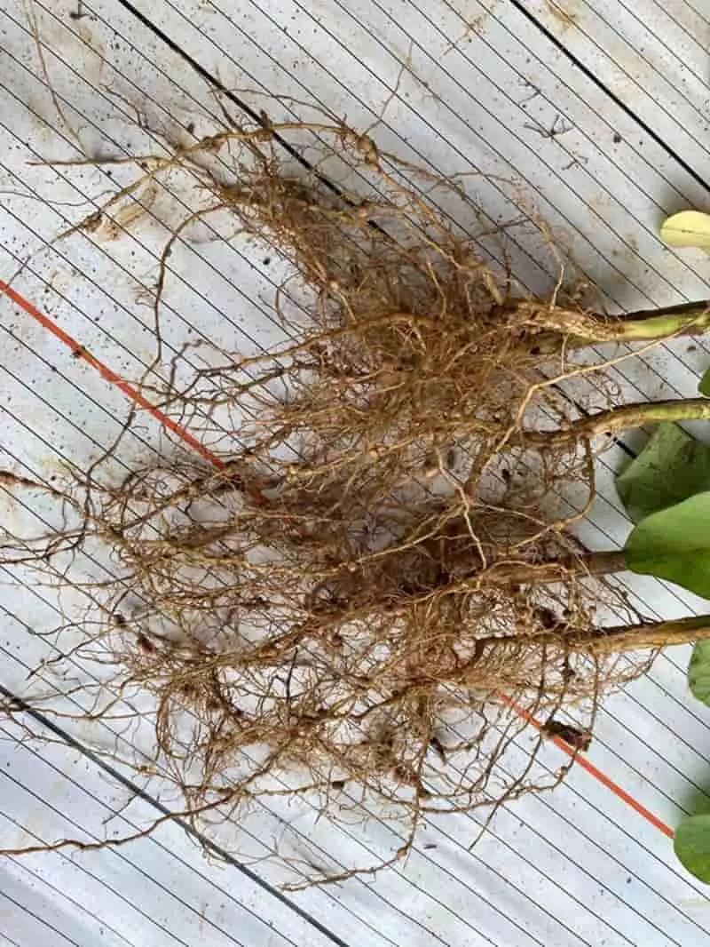 Pesquisa do bionsumo