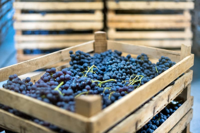 Pesquisa aponta que produção local pode melhorar alimentação em centros urbanos 3 Produção local de alimentos