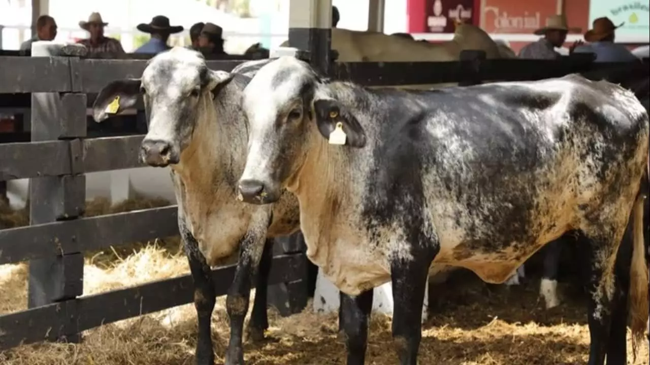 Público terá demonstrações com animais e debates da área no mesmo lugar. 
