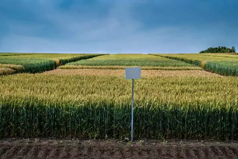 Acordo entre Brasil e Etiópia devem fomentar a economia do setor agrícola 2 Setor agrícola