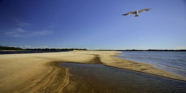 Sítios de aves migratórias serão mapeados no Parque Estadual do Cantão, no Tocantins