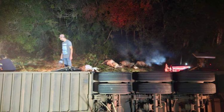 Carreta com gado tomba e mata mais de 14 animais em rodovia de Goiás