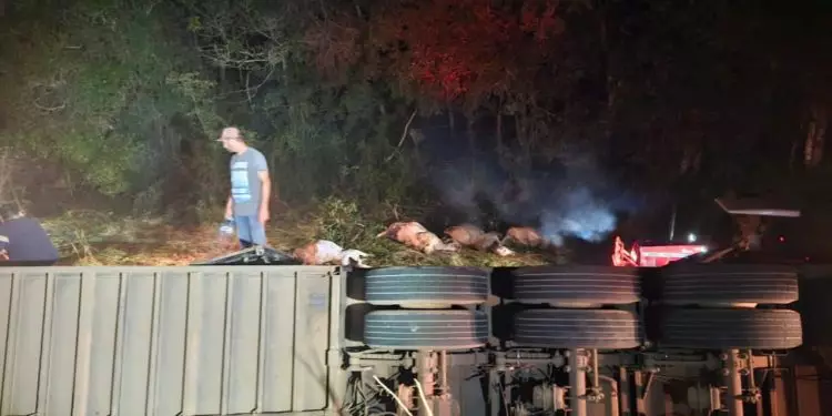Carreta com gado tomba e mata mais de 14 animais em rodovia de Goiás 1 Carreta com gado tomba e mata mais de 14 animais em rodovia de Goiás