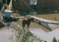 Cavalo fica ilhado em telhado de casa durante enchentes no RS