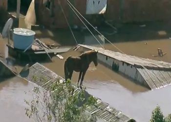 Cavalo fica ilhado em telhado de casa durante enchentes no RS