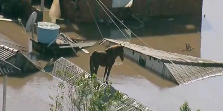 Cavalo fica ilhado em telhado de casa durante enchentes no RS