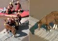 Cavalo que estava ilhado em telhado é resgatado no Rio Grande do Sul; vídeo