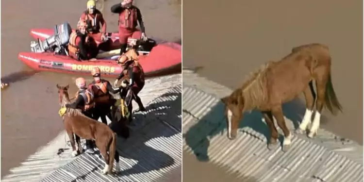 Cavalo que estava ilhado em telhado é resgatado no Rio Grande do Sul; vídeo