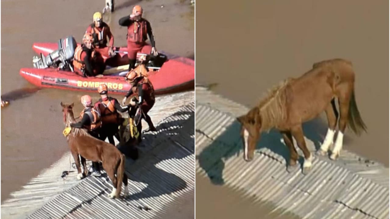 Cavalo que estava ilhado em telhado é resgatado no Rio Grande do Sul; vídeo